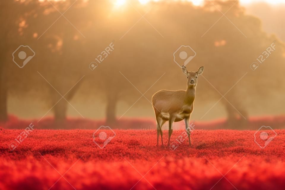 Veado vermelho solitário doe no prado na luz do sol da noite.