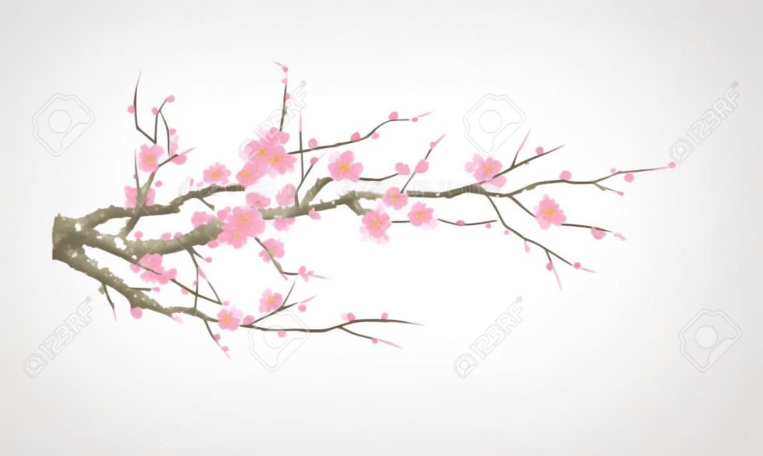 Flor sakura realista - árvore de cereja japonesa isolada no fundo branco - ilustração vetorial