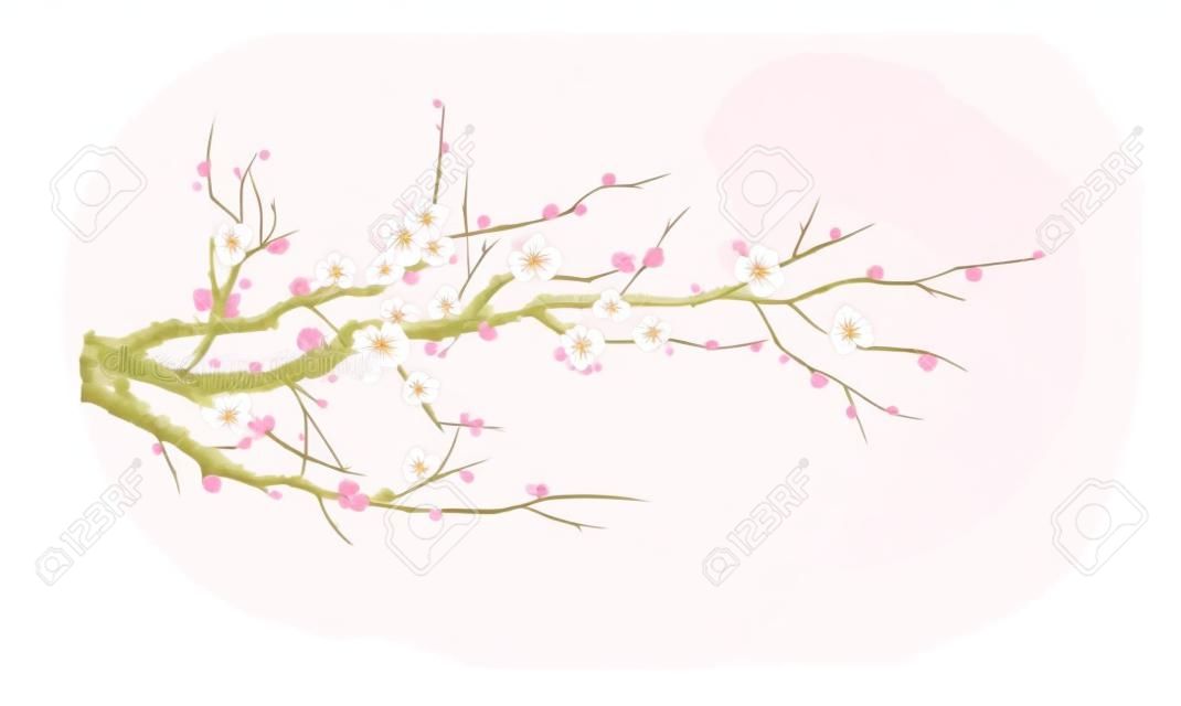 Fiore di sakura realistico - albero di ciliegio giapponese isolato su sfondo bianco - illustrazione vettoriale