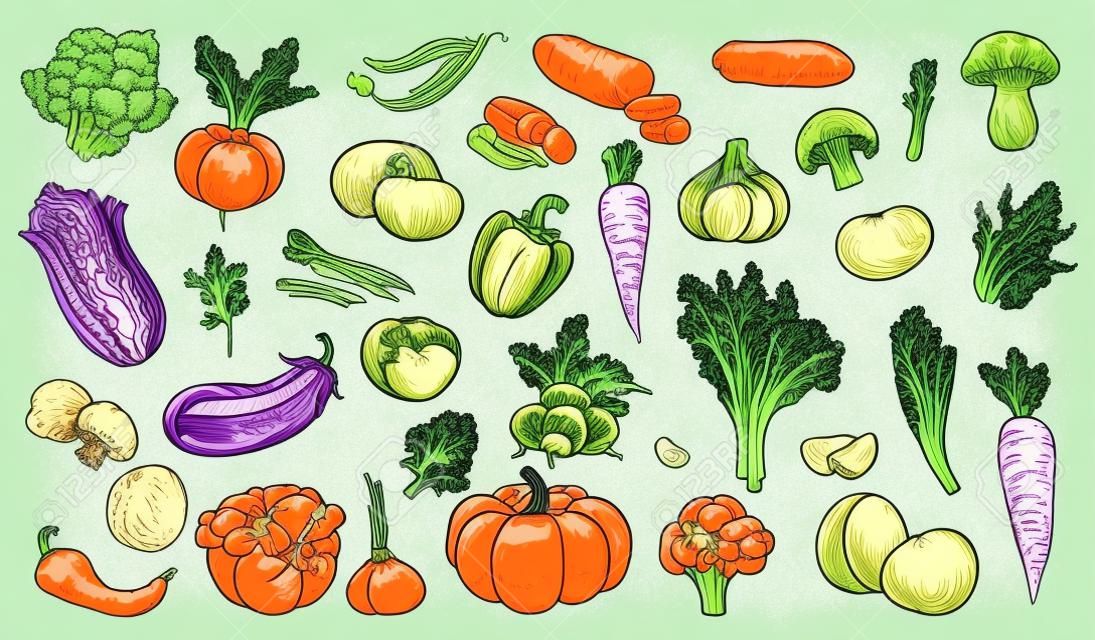 Vegetables sketch. Hand drawn various farming harvest food vintage collection, organic carrots broccoli eggplant, cabbage and mushroom, pumpkin garlic and greens fresh eco products vector isolated set
