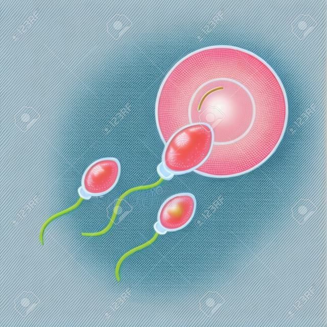 Fertilization of the ovum by the spermatozoon vector illustration design