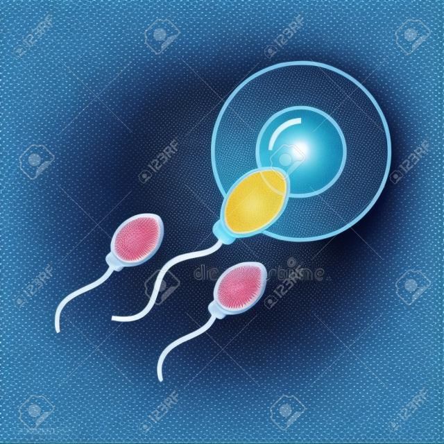 Fertilização do óvulo pelo design de ilustração vetorial de espermatozóides