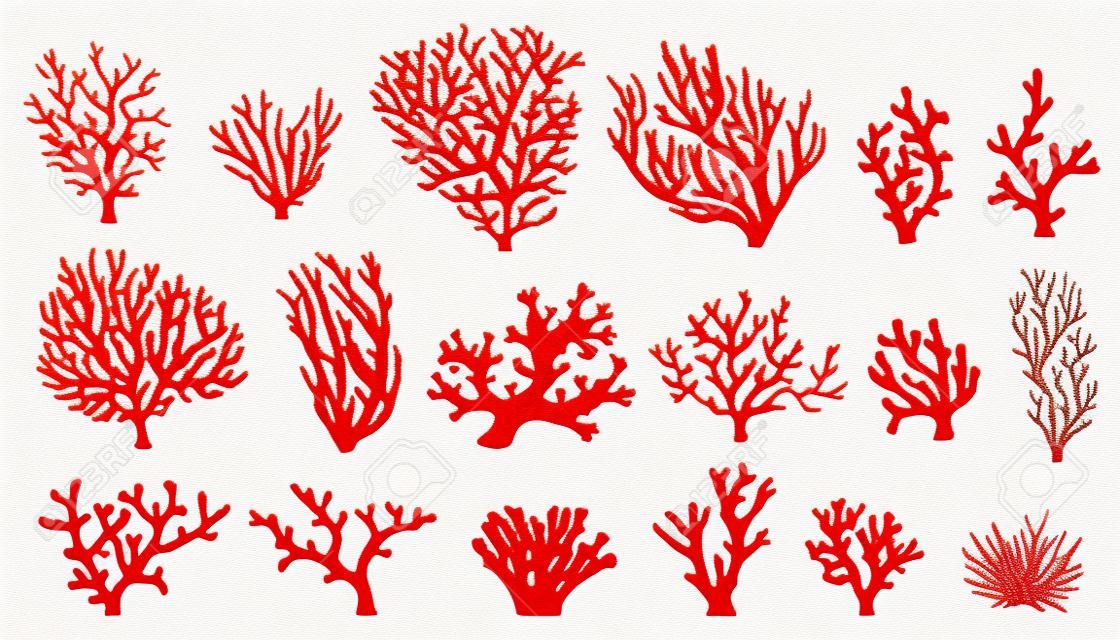 sylwetki korali na białym tle