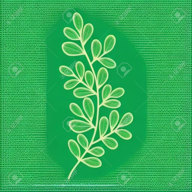 Conjunto de elementos de diseño vectorial colección de helechos de bosque verde, follaje de arte de vegetación de eucalipto verde tropical hojas naturales hierbas en estilo dibujado a mano. Ilustración elegante de belleza decorativa para el diseño