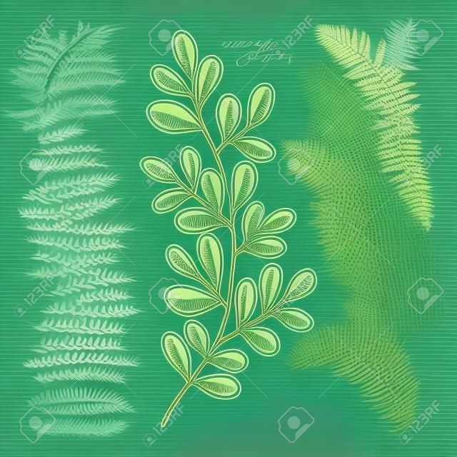 Vector designer elements set collection of green forest fern, tropical green eucalyptus greenery art foliage natural leaves herbs in hand drawn style. Decorative beauty elegant illustration for design