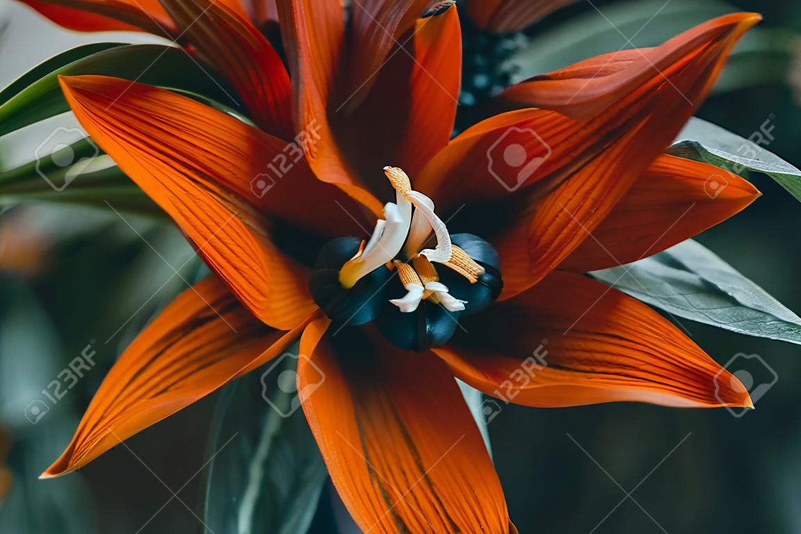 Details of a red flower of fritillaria imperialis in nature