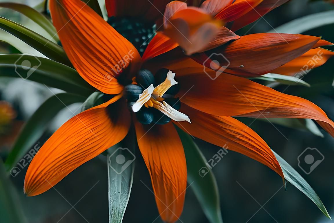 Details of a red flower of fritillaria imperialis in nature