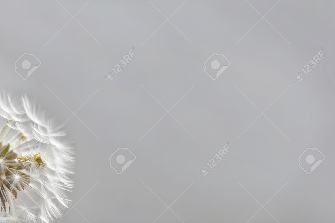 Dandelion closeup and simple grey smooth background with space for your text.
