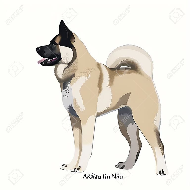 Akita Inu race de chien illustration