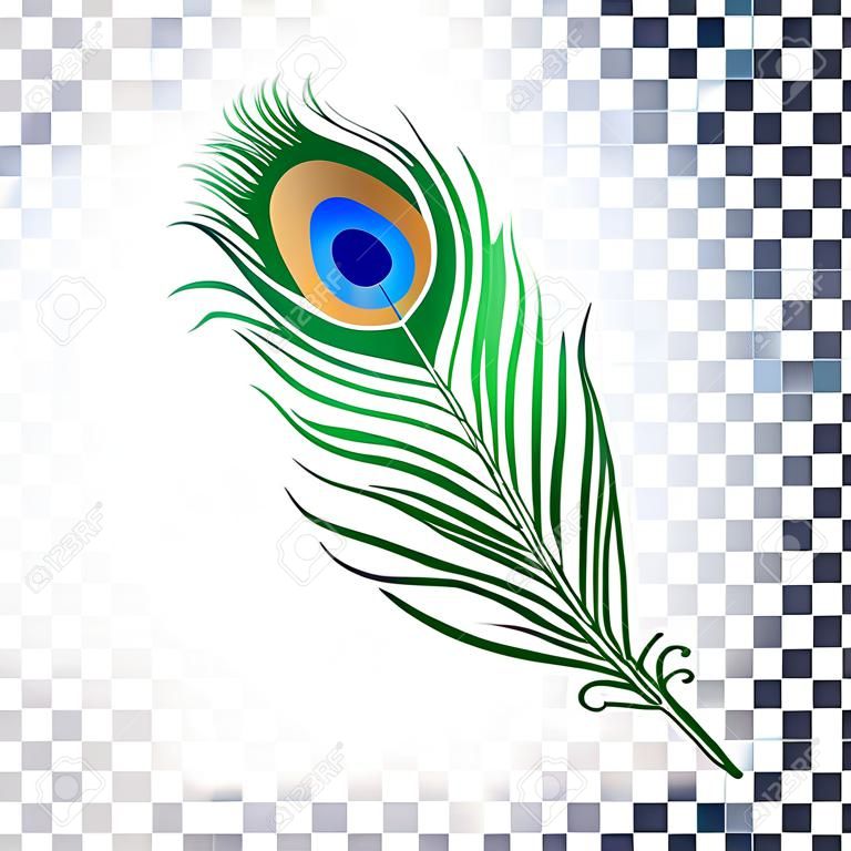 Peacock feather. Vector illustration on white background. Isolated image.