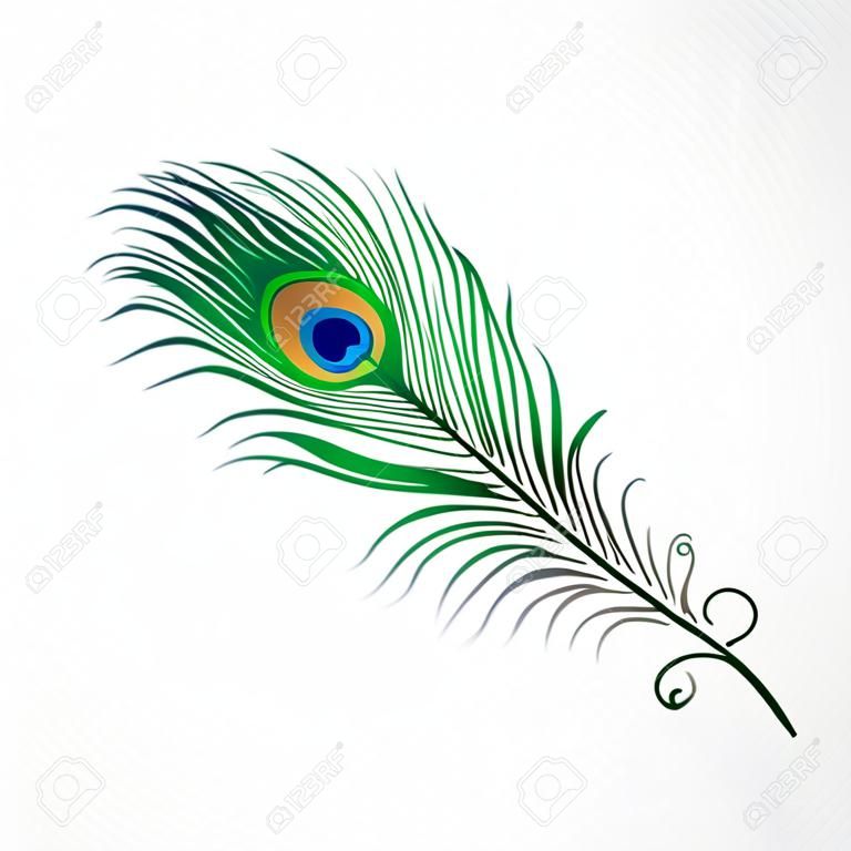 Pluma de pavo real. Ilustración vectorial sobre fondo blanco. Imagen aislada.