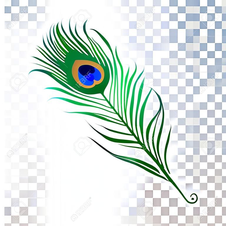 Peacock veer. Vector illustratie op witte achtergrond. Geïsoleerde afbeelding.