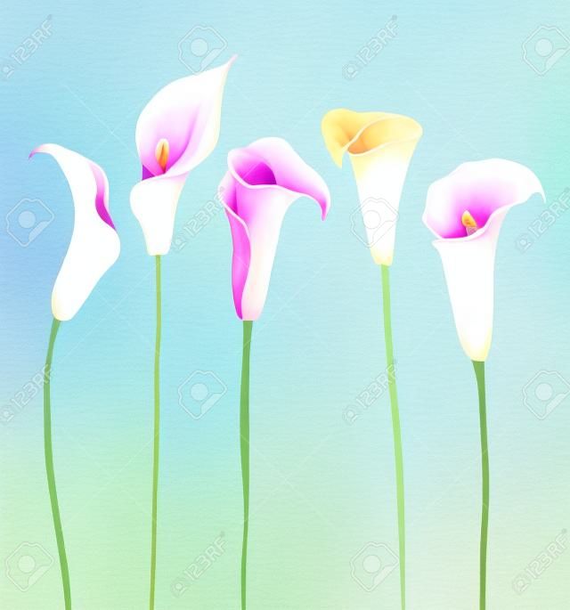 Imagen hermosa del vector con las flores de cala bonita acuarela
