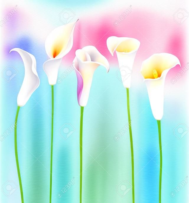 Belle image vectorielle avec des fleurs calla belle aquarelle