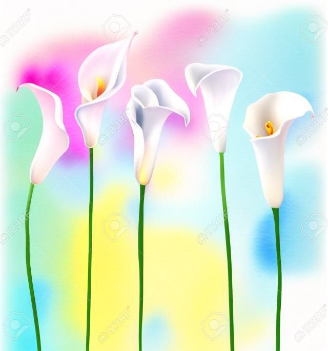 Красивая векторное изображение с хорошими акварельными цветами каллы