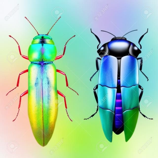 Imagem bonita com besouro agradável do inseto da aquarela