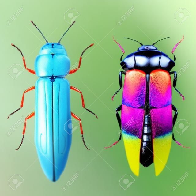 漂亮的水彩小蟲甲蟲的形象