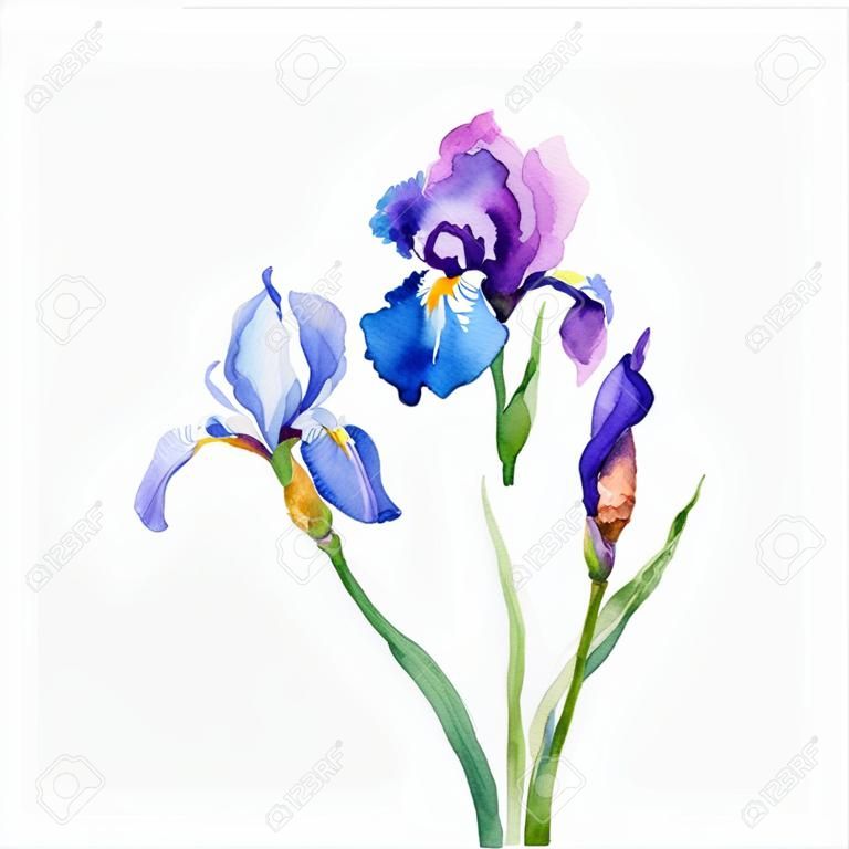 Watercolor iris vector composition
