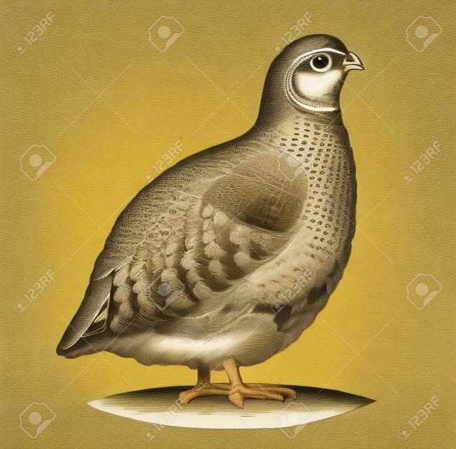Graphic image of quail in engraving style, in color.