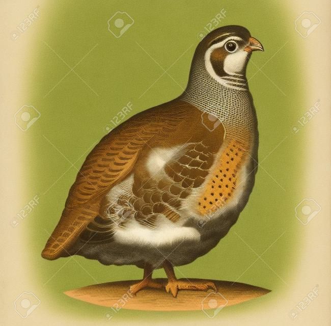 Graphic image of quail in engraving style, in color.