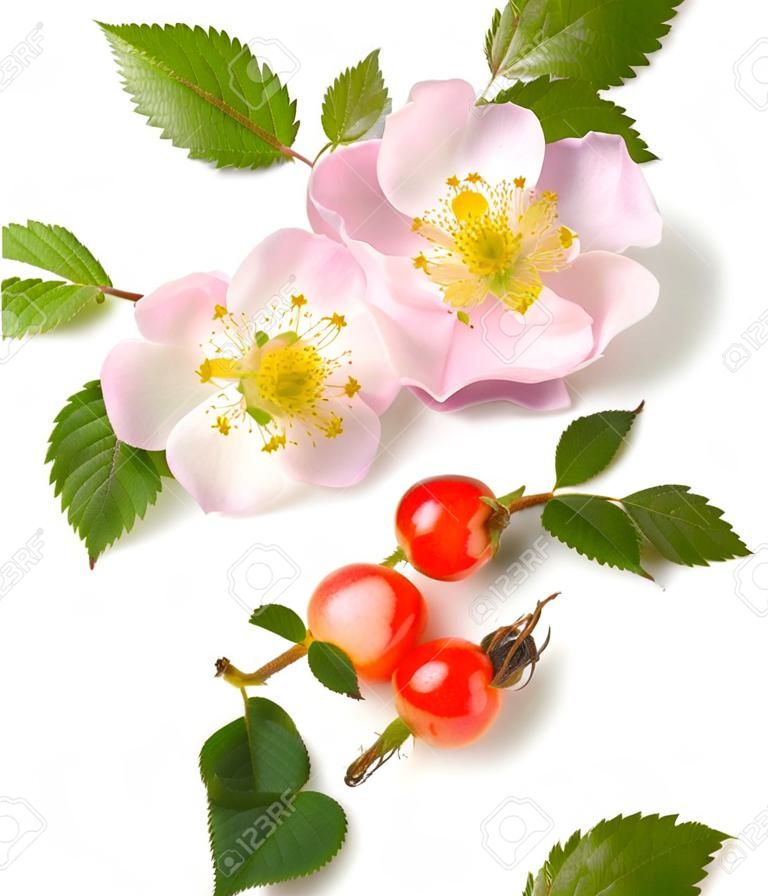 Pies Róża (Rosa canina), kwiaty i owoce na białym tle