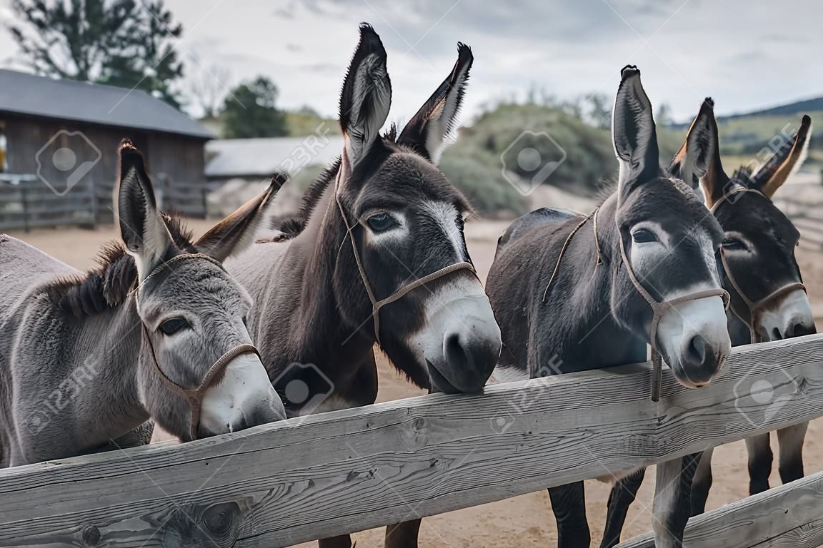 Donkeys in a cattle-pen on a farm