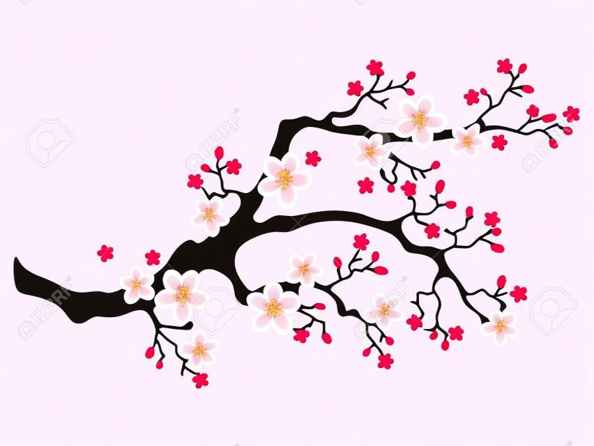 Sakura fiori di ciliegio. Ramo di fiori di ciliegio rosa, fioritura di pesche, ramo di sakura. Natura asiatica in fiore. Illustrazione vettoriale.