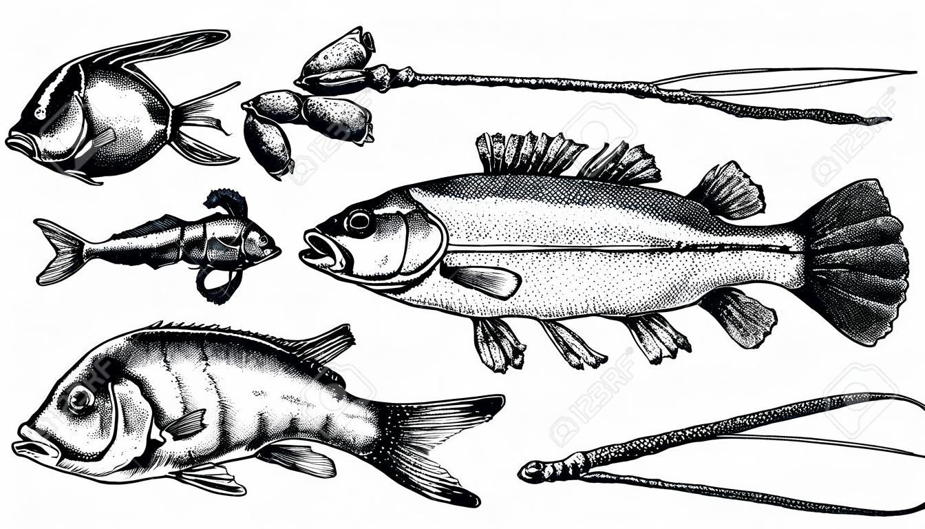 Omar, coleção de peixes. Estilo de vida saudável, comida deliciosa. Imagens desenhadas à mão, gráficos em preto e branco.