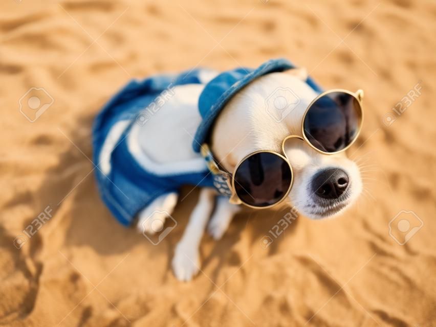 Chihuahua wearing sunglasses and straw hat sits on a beach by the river enjoying the sun. Fashionable dog dressed in a denim suit resting on the beach and sunbathes. Hippie dog resting on the nature. A little chihuahua dog in round sunglasses looks into the camera