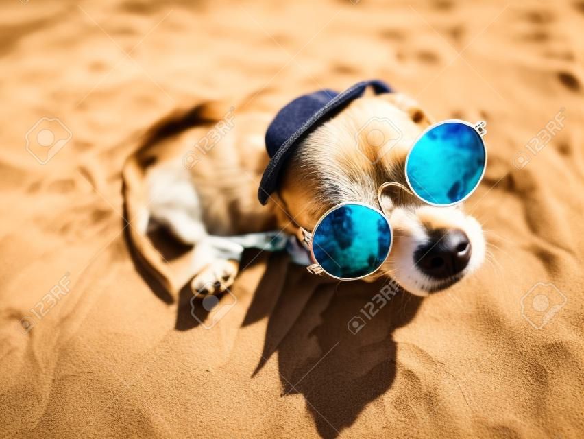 Chihuahua draagt zonnebril en strohoed zit op een strand aan de rivier genieten van de zon. Modieuze hond gekleed in een denim pak rustend op het strand en zonnebaden. Hippie hond rust op de natuur. Een kleine chihuahua hond in ronde zonnebril kijkt in de camera