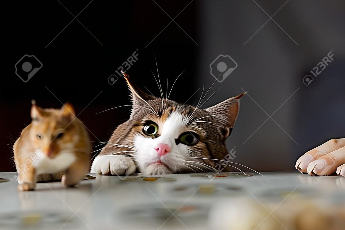 Gatto che gioca con topolino gerbillo sul tavolo.