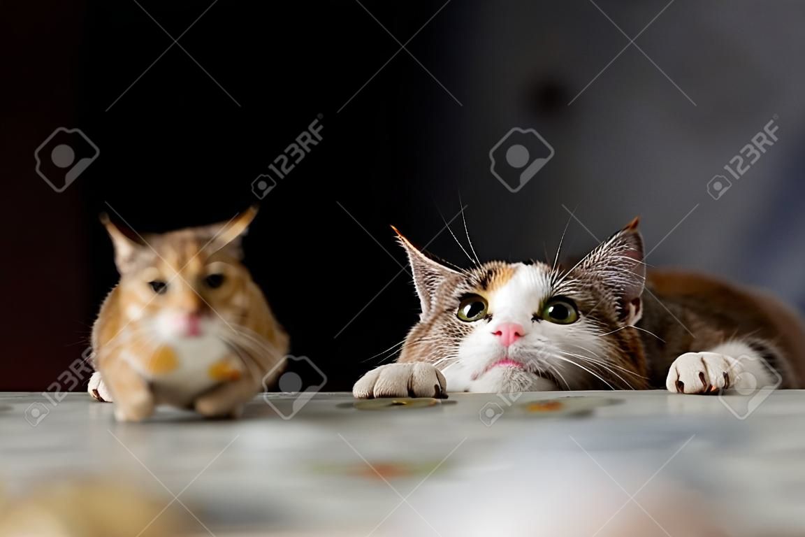 Gato que juega con el pequeño ratón jerbo sobre la mesa.