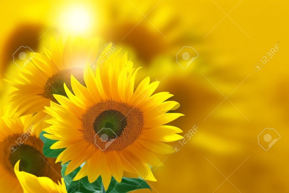 黄色の背景にひまわりの花束。コピースペース