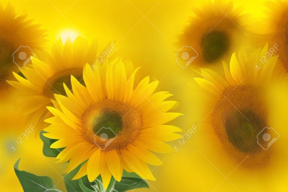 Bouquet of sunflowers on yellow background. Copy space