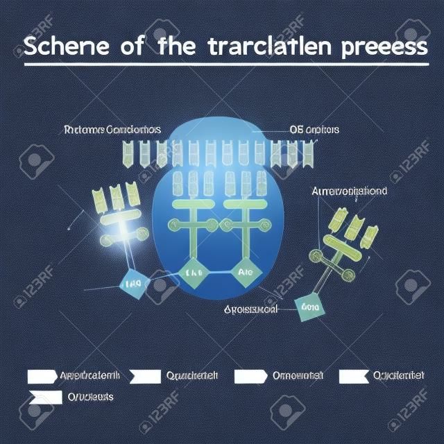 Esquema del proceso de traducción. Síntesis de ARNm a partir de ADN en el núcleo. El ribosoma que decodifica el ARNm es una secuencia de unión para los codones del ARNm.