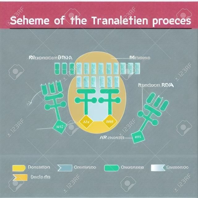 Scheme of the translation process. syntesis of mRNA from DNA in the nucleus. The mRNA decoding ribosome is a binding sequence for mRNA codons.