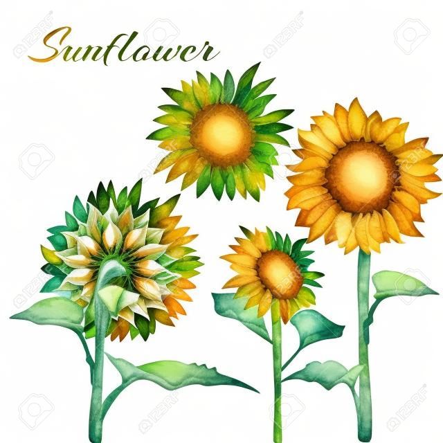 Beautiful botanical art illustration with set sunflower isolated on white background for print decorative design, wedding invitation card. Colorful summer sketch, watercolor style. Vector